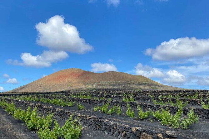 Winery Visit and Tasting in Lanzarote - Review Insights