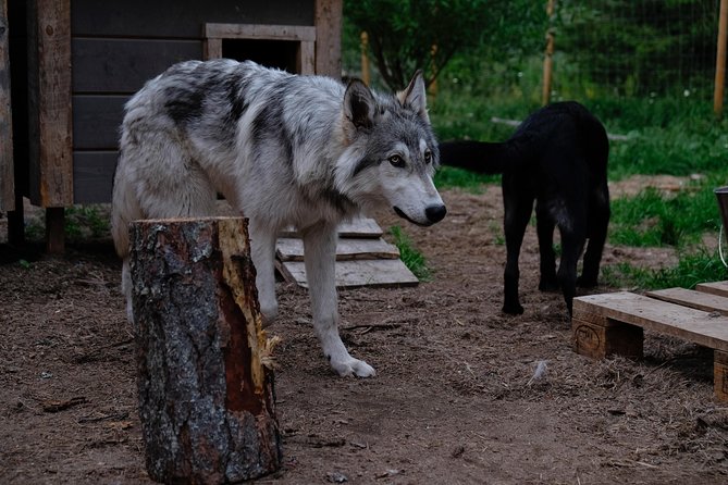 Wolfdog Farm Visit in the Arctic Wilderness (Mar ) - Important Visitor Information