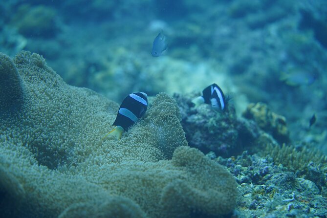 Wonderful Snorkeling Trip From Manila! Updated *** - Safety Guidelines and Tips