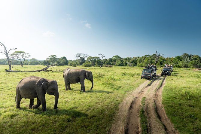 Yala Full Day Leopard Safari Tour With Picnic Lunch - Cancellation Policy and Refunds