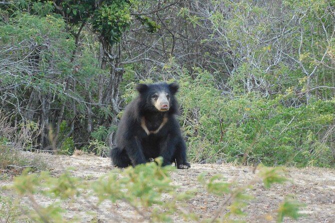 Yala National Park Private Full-Day Safari With Transfers  - Hambantota - Common questions