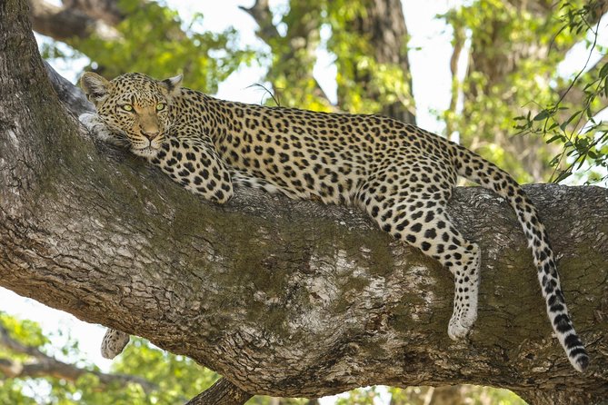 Yala National Park Private Safari - Traveler Photos and Ratings