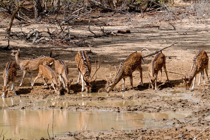 Yala National Park Private Safari - Inclusions in Private Safari Package