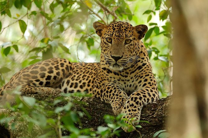 Yala National Park Private Safari (All Inclusive) From Mirissa - Booking and Contact Information