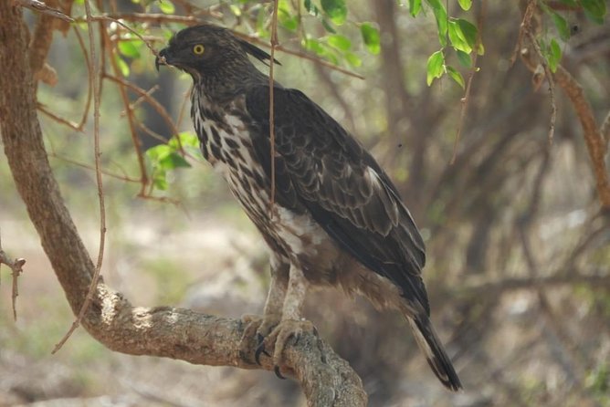 Yala National Park Private Safari - Meeting and Pickup Information