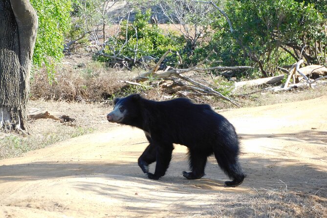 Yala National Park Safari PRIVATE TOURS - 3 Sessions - Common questions