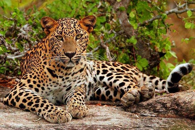 Yala National Park Safari Tour - 2 Nights 3 Days - Accommodation Details