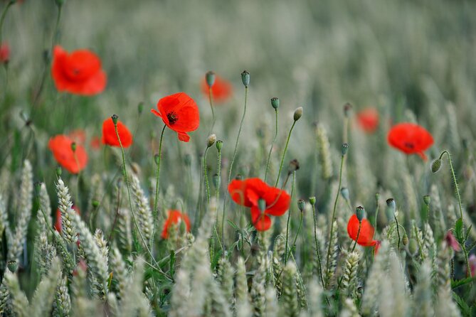 Ypres Battlefields Small-Group Full-Day Tour - Traveler Feedback