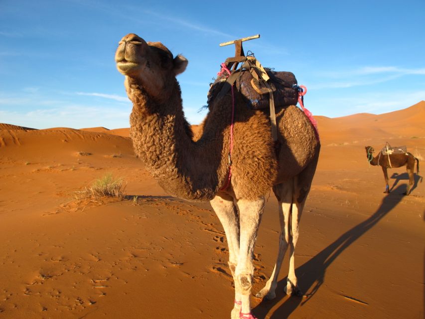 Zagora Sahara Desert Overnight Trip From Ouarzazate - Review Summary