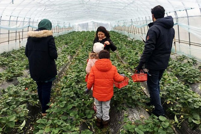 Zhujiajiao Water Town Private Tour With Local Farm Visit and Fruit Picking - Testimonial on Private Tour Experience