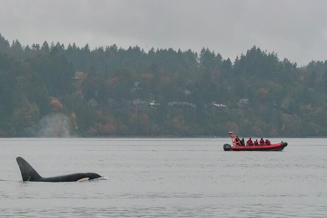 Zodiac Marine Wildlife Excursion From Victoria - Wildlife Spotting Opportunities