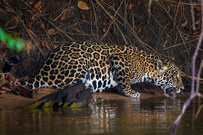 4-Day Pantanal Tour With Accommodation - Departing From Cuiaba - Key Points