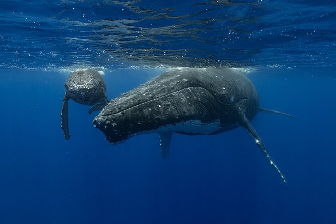 4 Hours of Humpback Whale Watching in Tahiti - Key Points