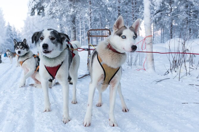 4 Km Husky Sleigh Ride in Rovaniemi - Meeting and Pickup Details