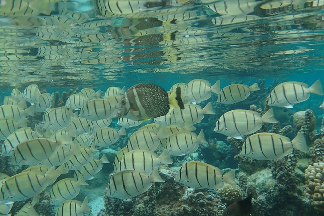 1/2 Day Tahaa Coral Garden - Departure Raiatea / Ideal for Cruise Passengers - Customer Feedback