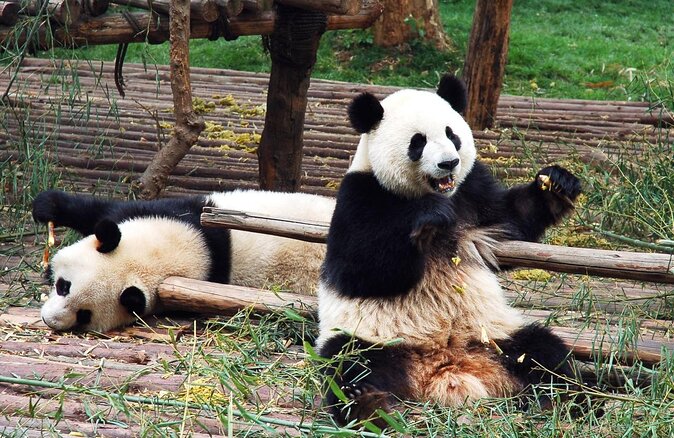 1-Day Dujiangyan Panda Base Volunteer Program Tour From Chengdu - Tour Itinerary