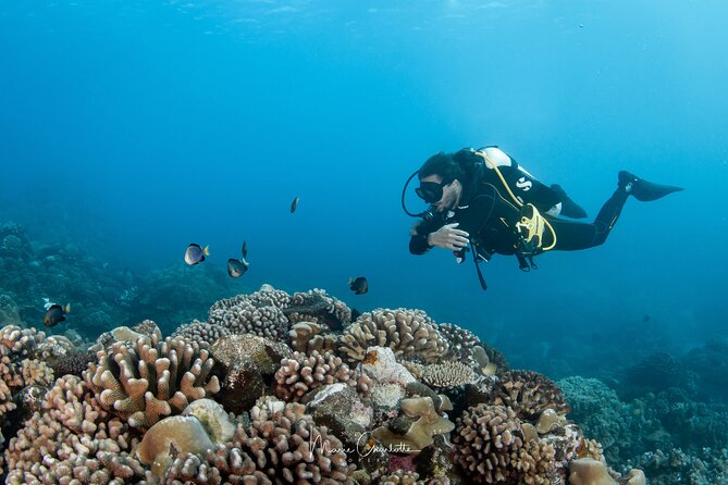 1 DIve in the Afternoon for Certified DIvers in Bora Bora - Common questions
