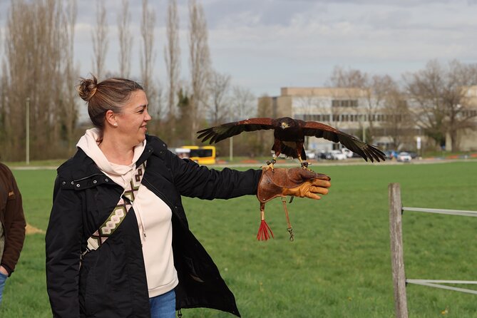 1 Hour Falconry/Hawk Experience in Basel Region - Pricing and Terms