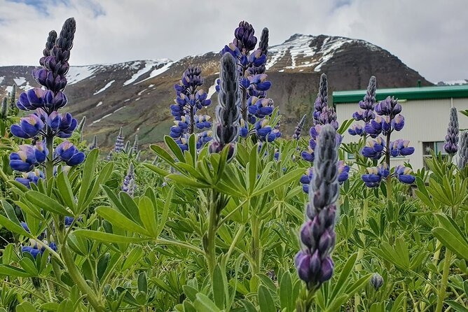 1-Hour Siglufjörður Stroll - Weather Considerations