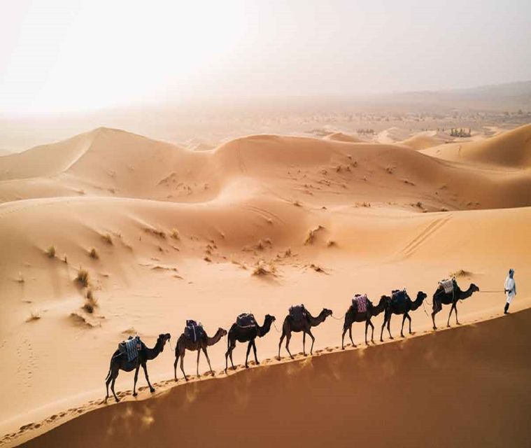 1 Night Camel Trek in Merzouga Desert - Dive Into the Trek Details