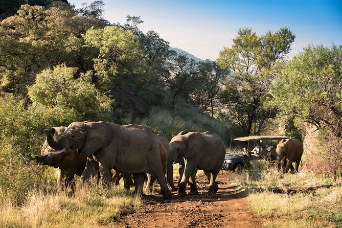 2 Day Pilanesberg Camping Safari - Price and Inclusions