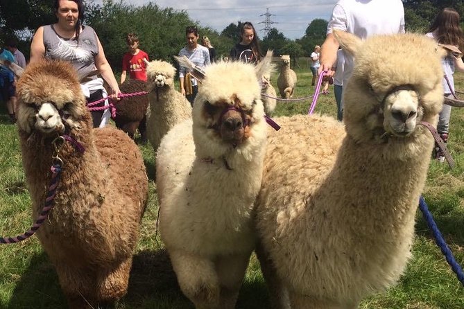 2-Hour Alpaca Farm Experience in Kenilworth - Hand-Knitted Alpaca Accessories Shopping