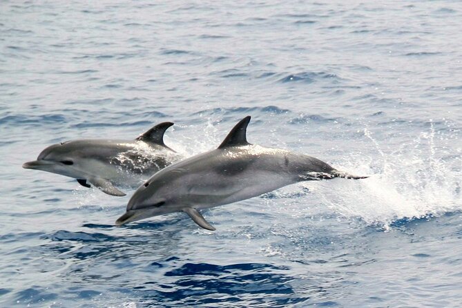 2-Hour Dolphin Watching Experience in Fuerteventura - Additional Information for Participants
