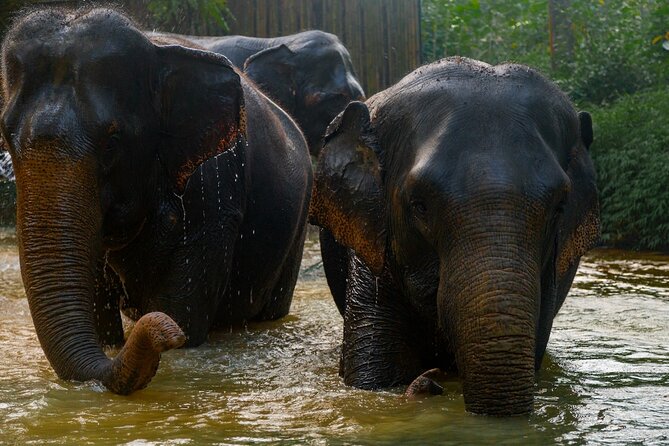 2-Hour Guided Eco-Tour & Transfer to Khaolak Elephant Sanctuary - Traveler Feedback and Reviews