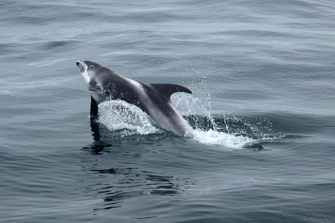 2-Hour RIB Boat Whale Watching Tour From Reykjavik - Customer Reviews and Recommendations