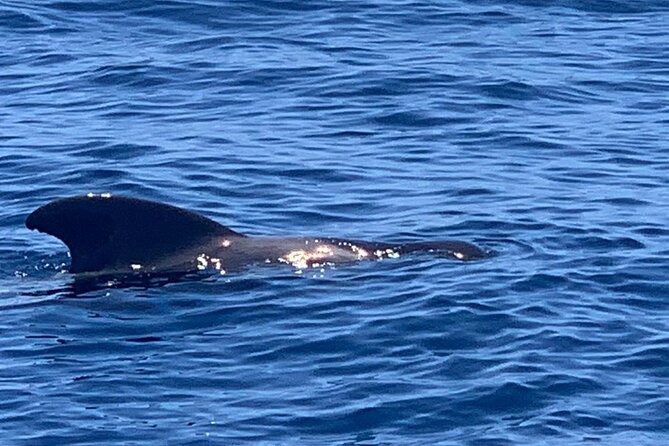 2 Hour Trip to See Whales Dolphins Puerto Colon Adeje - Product Code and Copyright