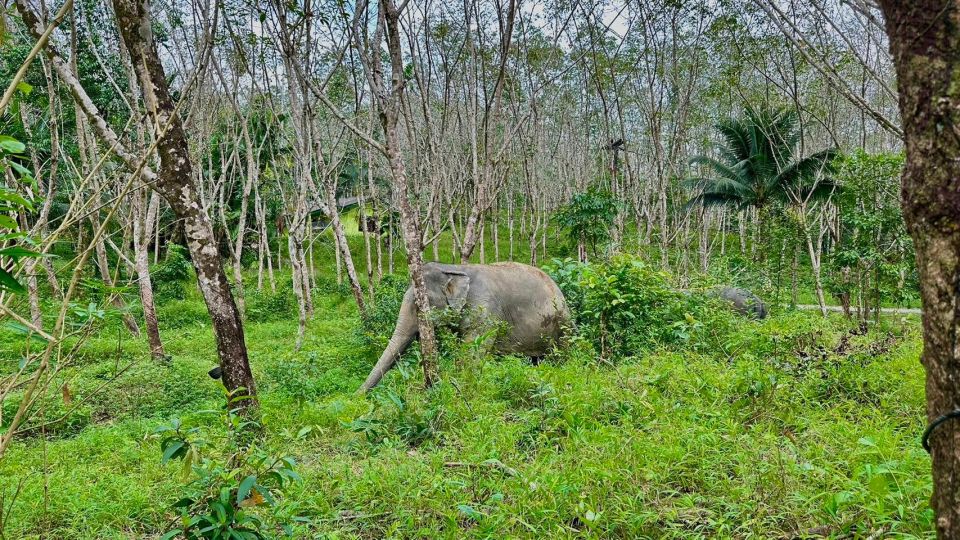 2 Hours-Early Bird Guide Tour in Khao Lak Elephant Sanctuary - Inclusions