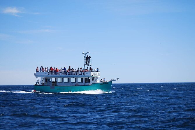 2 Hours Guided Whale and Bird Boat Tour in Bay Bulls - Booking Details
