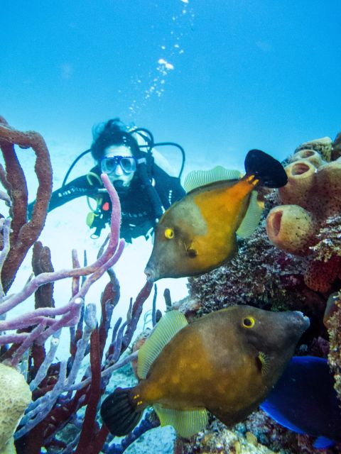 2 Tank Dive in Cozumel's Marine National Park - Inclusions