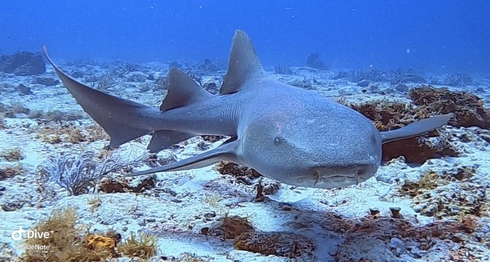 2 Tank Morning Cozumel Dives for Certified Divers - Logistics and Meeting Point Details