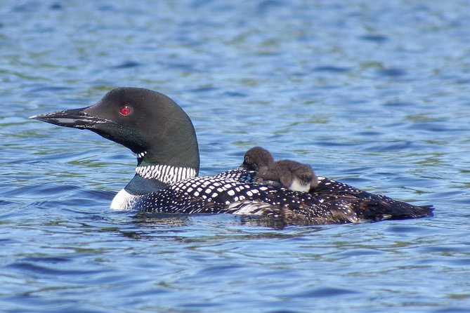 3 Day Algonquin Park Canoe Trip - Moose & Beaver Safari - Last Words