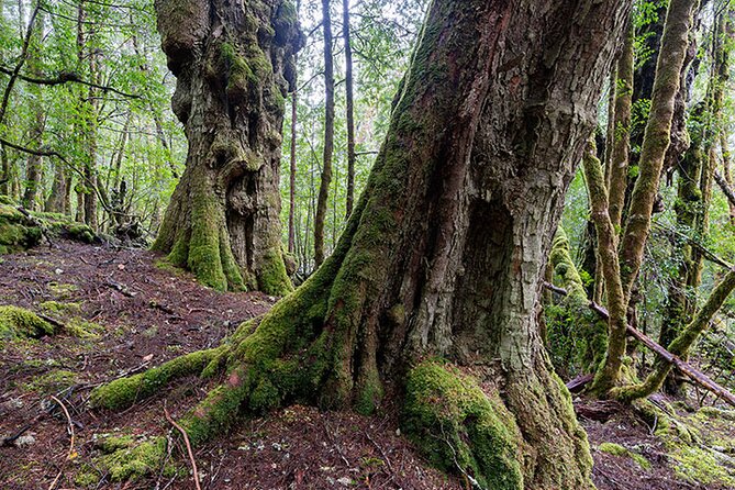 3-Day Cradle Mountain Photography Workshop - Location and Environment