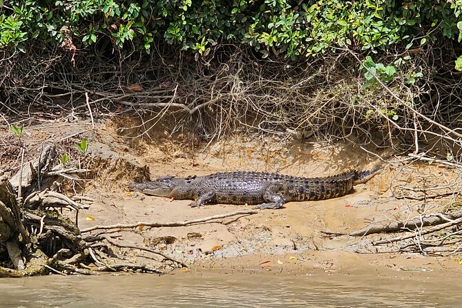 3B Daintree Rainforest, Mossman Gorge, Crocodile Wildlife Cruise - Customer Support Details