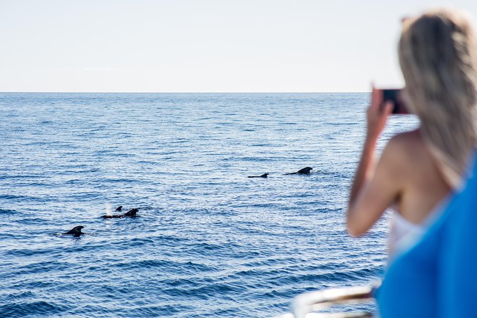 3H Catamaran Dolphin & Whale Watching! Drinks, Swimming & Lunch - Common questions