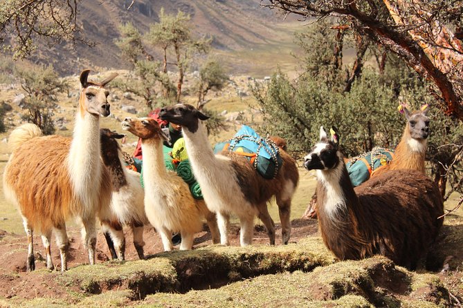 4-Day Group-Tour to Machu Picchu via Lares Valley With Meals  - Cusco - Important Reminders