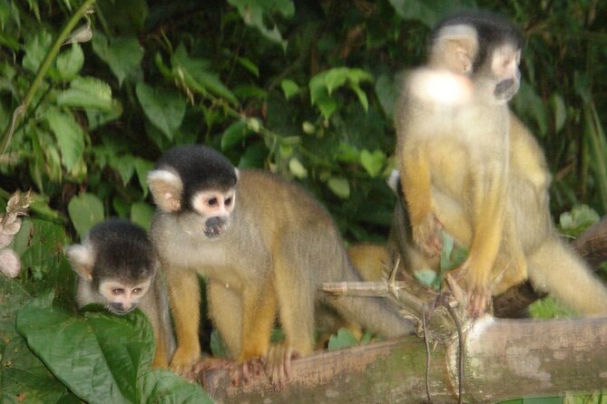 4-Day Private Tour to Manu National Park From Cusco - Meals and Dining Options