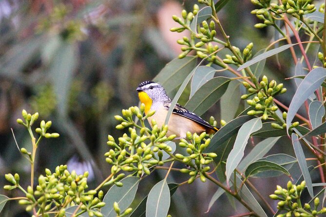 4Hrs at Wolgan Valley Birdwatching Experience - Cancellation Policy Details