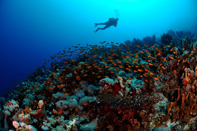 6 Dive Package at Ras Mohamed and Tiran Strait - Travel Logistics and Interactions
