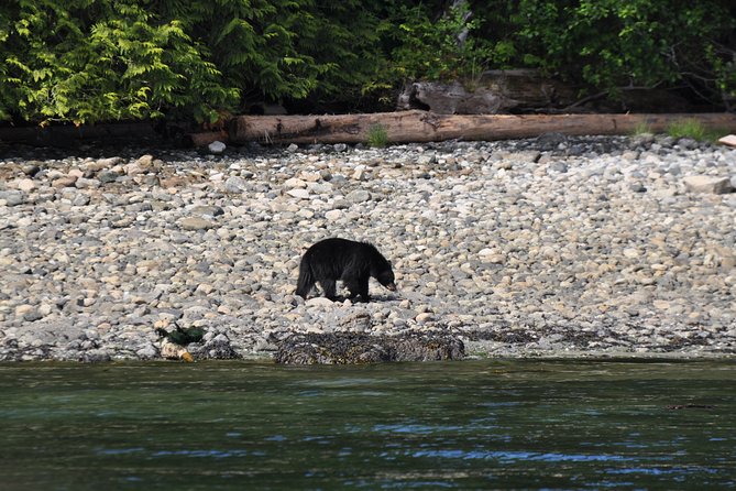 6 Hour Covered Boat Whale Watching Tour - Safety and Accessibility Details