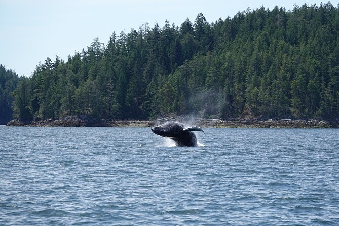 6 Hour Zodiac Whale Watching Tour - Price and Booking Details