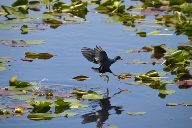 60 Min Private Everglades Airboat Ride in Miami - Additional Details