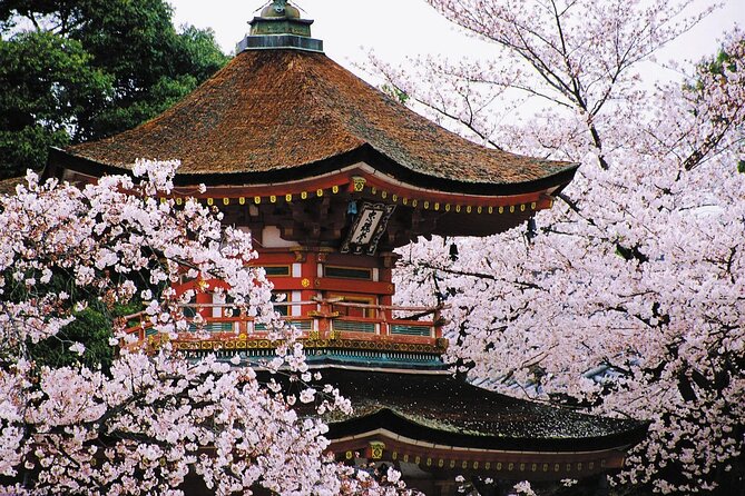 7-Day Guided Tour in Tokyo, Mount Fuji, Kyoto, Nara and Osaka - Important Terms and Policies