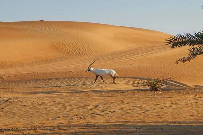 7-Hour Small Group 4x4 Desert Safari Tour With Buffet Dinner in Dubai - Weather Considerations and Contingencies