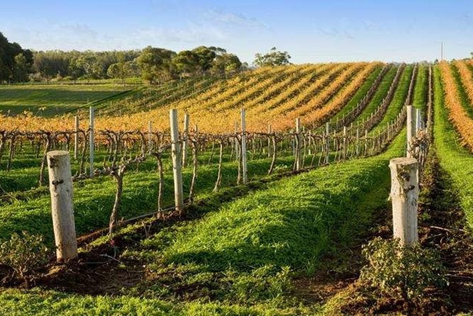 8-Hour Mclaren Vale Winery Tour From Adelaide - Reviews of McLaren Vale Winery Tour