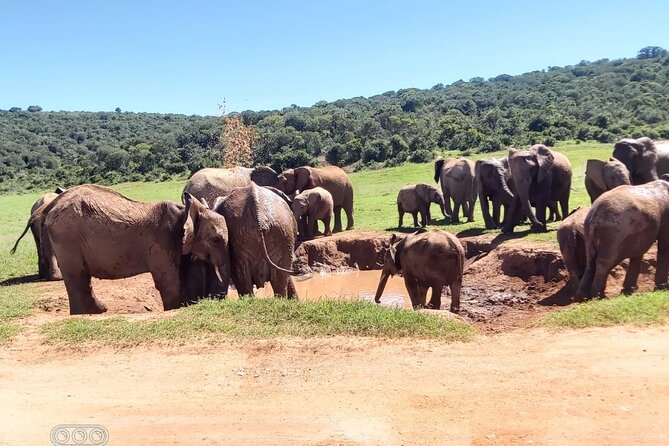 Addo Elephant National Park Private Game Drive Experience  - Port Elizabeth - Pricing