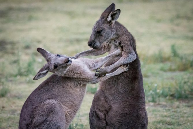 Adelaide to Melbourne 3-Day Trip Through Grampians and Great Ocean Road - Victorias Rainforest Discovery